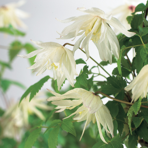 Клематис альпийский Альбина Плена